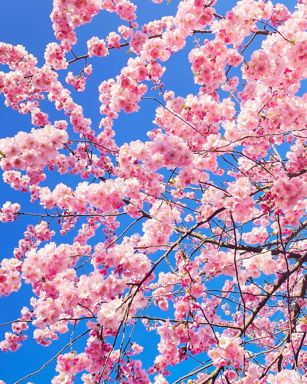 Pink Hour